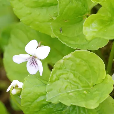 White violet and hump-backed springtail