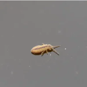 Semi-Aquatic Springtail