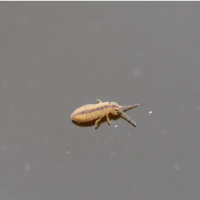 Semi-aquatic springtails