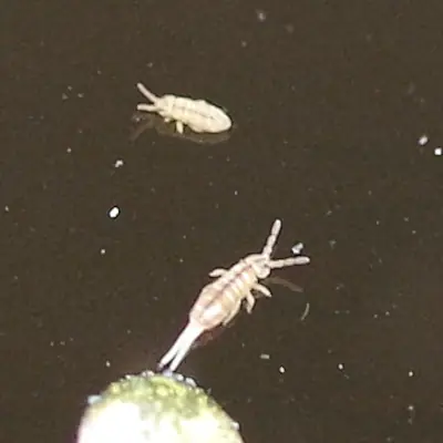 Semi aquatic springtails with its' "jumping organ" (furcula)