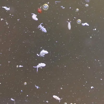 Semi aquatic springtails
