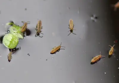 Semi aquatic springtails on still water