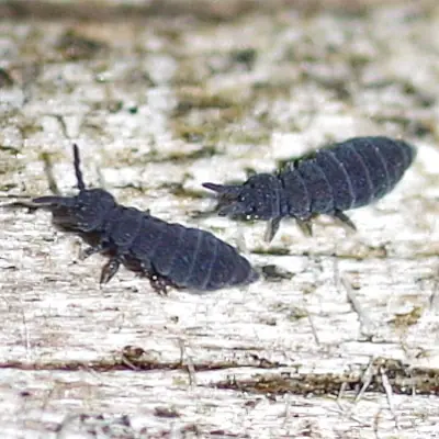 gray springtails