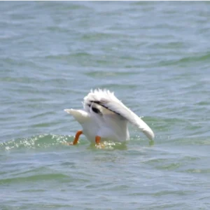 American White Pelican