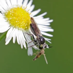 Daisy Fleabane