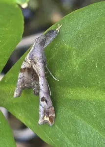 Palthis Moth