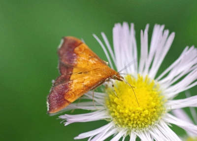 Bi-Colored Pyrausta Moth