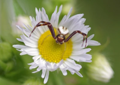 Daisy Fleabane