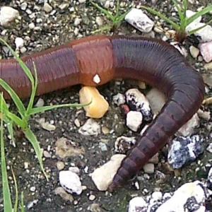 Earthworm