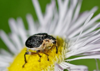 iris weevil