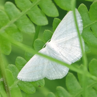 A Quartet of Moths
