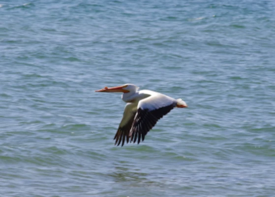 American White Pelican