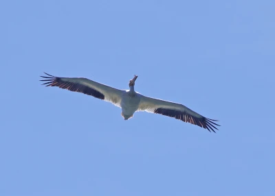 American White Pelican
