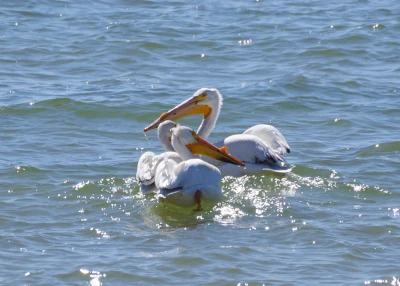 American White Pelican
