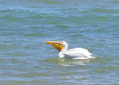 American White Pelican