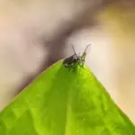 Fire colored beetle
