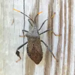 Acanthocephala Terminalis