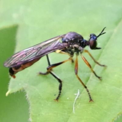 A Tale of Two Robber Flies