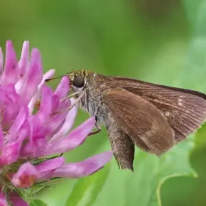 Dun Skipper on a flower