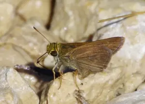 Dun Skipper butterfly on a rock