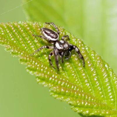 Bronze Jumping Spider