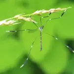 Phantom Crane Fly
