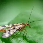 Scorpion Fly on a leaf