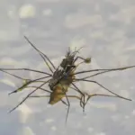 Water Strider on a shallow water surface