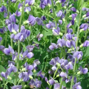 a patch of false indigo