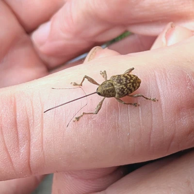 Pecan Weevil