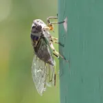 cicada