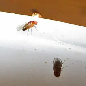 two fruit flies