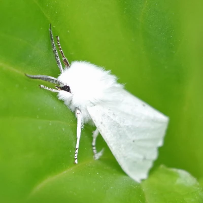 Virginian Tiger Moth