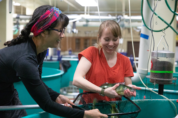 Dong-Fang Deng (left), professor of freshwater sciences, and undergraduate Emma Kraco wrestle with some adult yellow perch in the lab where they research ways to improve the diet of farm-raised fish. (UWM Photo/Troye Fox)