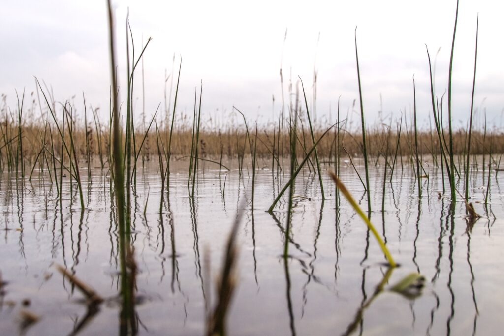 Scanlan Featured on WPR to Discuss Bill That Loosens Wetland Regulations