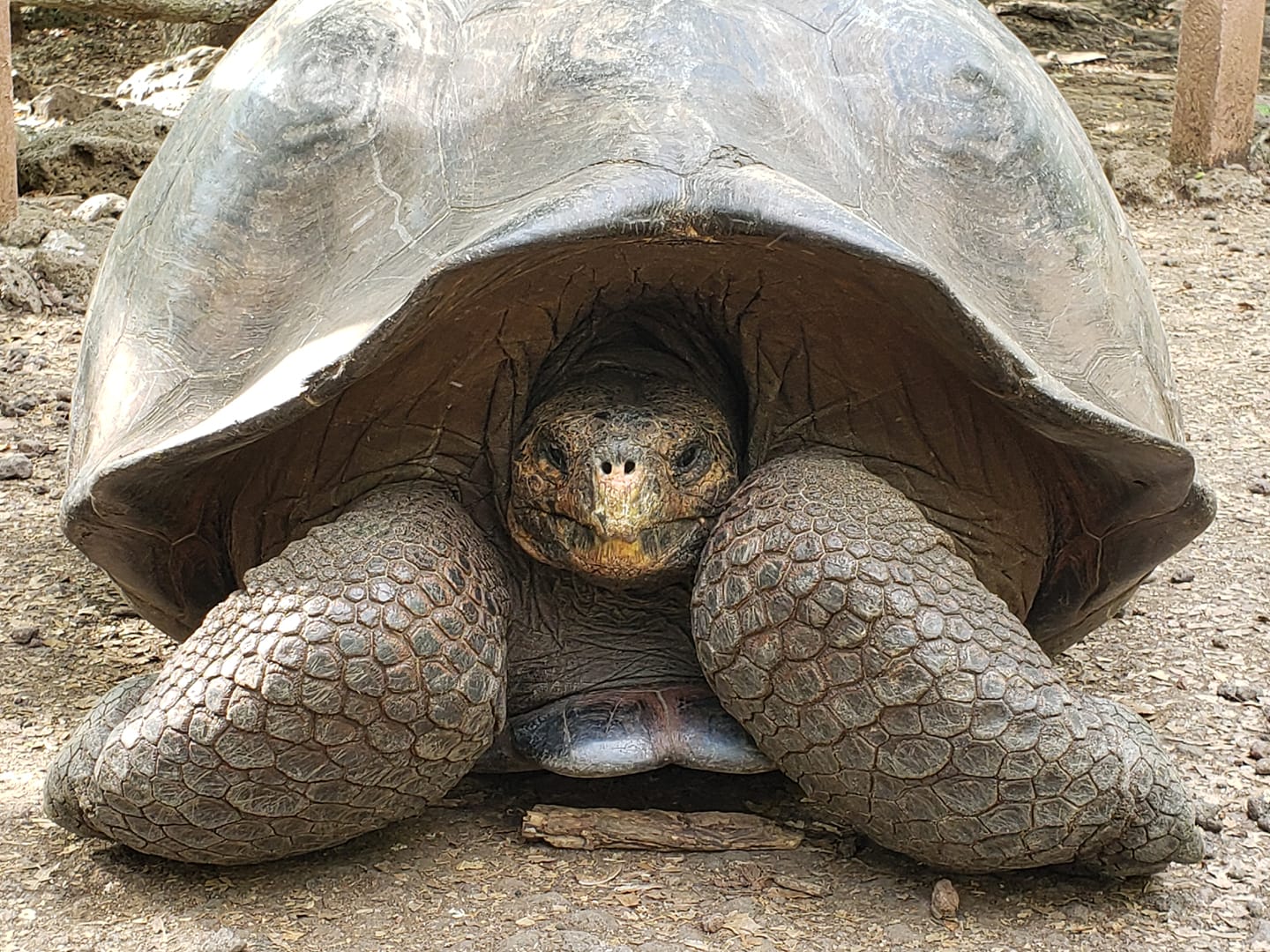 A tortoise finds shelter within the Galapagos National Park on San Cristobal Island