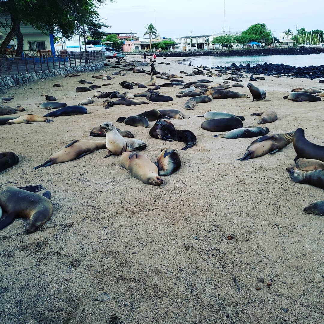 Sea lions sunning themselves on a beach in the Galapagos