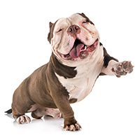 American Bulldog with paw raised