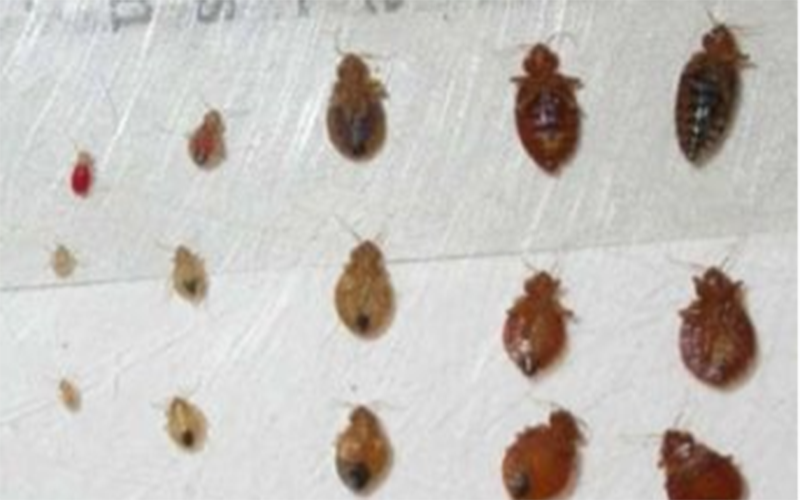 Enlarged photo of different sizes of bed bugs arranged on white background