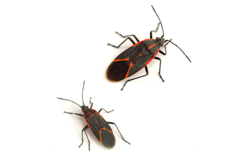 Two red and black box elder bugs on a white background