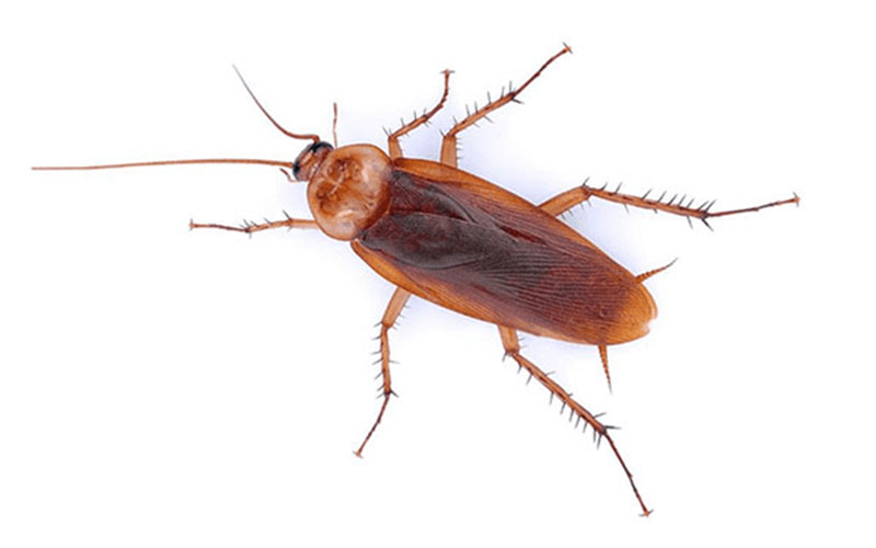 enlarged picture of an american cockroach