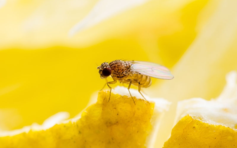 enlarged photo of a fruit fly on the rind of a yellow fruit