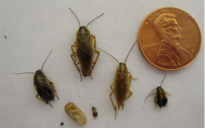 picture of multiple german cockroaches compared to the size of an American penny