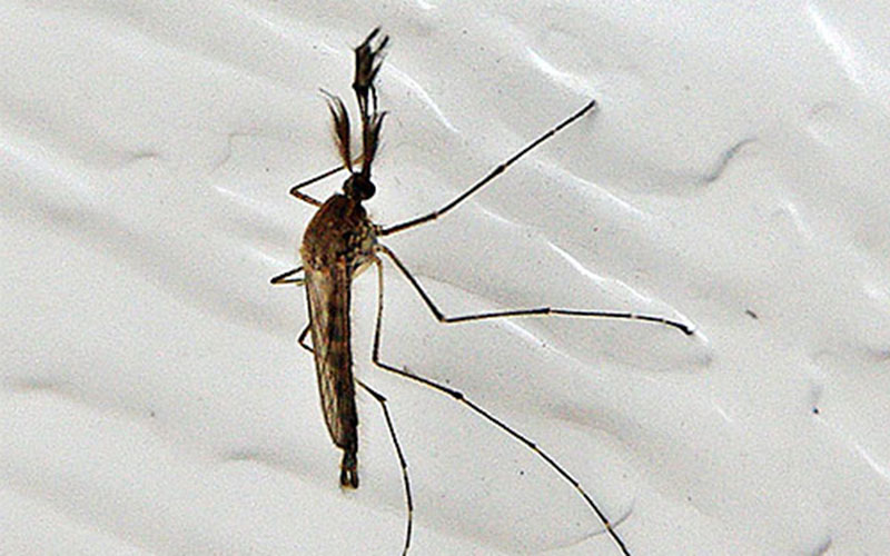 enlarged photo of a midge flying insect on a white background