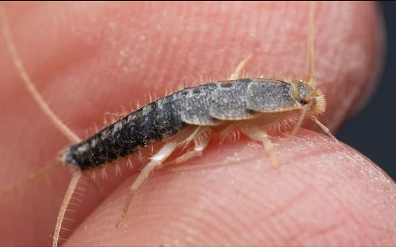 Enlarged photo of a silverfish being held