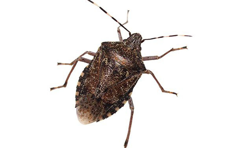an enlarged photo of a stink bug on a white background