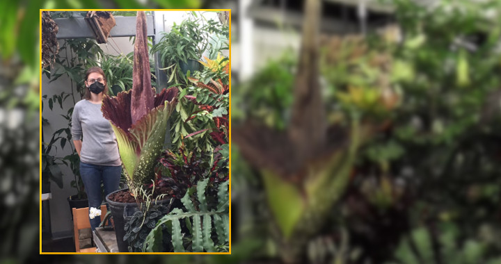 UWM greenhouse enjoys a rare bloom from the “Corpse Flower”