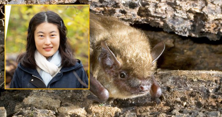 Using big data to make bats a bit less mysterious