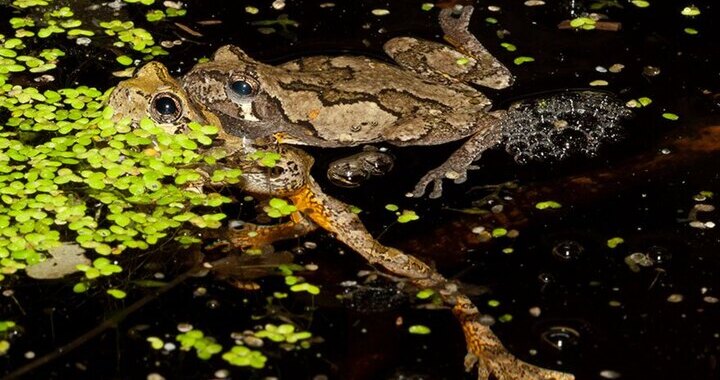 For frogs, the mating competition is fierce