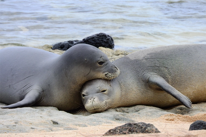 Two gray seals lay on a sandy beach with the ocean in the background. One seal rests its head on the other's head.